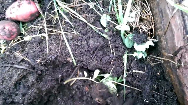 Картофель Розара. 02.09.17. смотреть онлайн