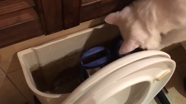Кот Батон за всеми смывает воду в унитазе)) смотреть онлайн