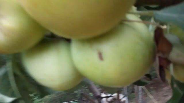 Яблоня колоновидная "Успех" . Зимний сорт. Первый урожай 17.08.2021. смотреть онлайн