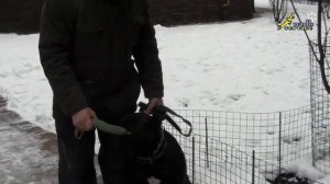 Дрессировка кане корсо, Апортировка, принуждаем брать предмет самостоятельно