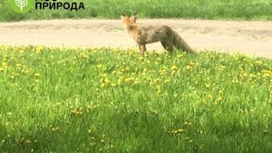 Лиса в Кузьминском лесопарке