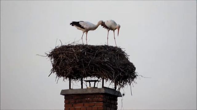 Hungary. Венгерская дача. Аисты на крыше смотреть онлайн