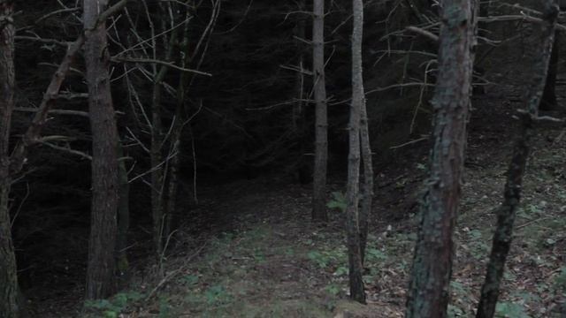 TOTEM - EXTRAIT#2 смотреть онлайн