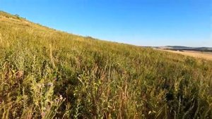 ч.3. Бортевое пчеловодство в Башкирии.