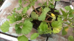 Королевская пеларгония  Уход и черенкование осенью