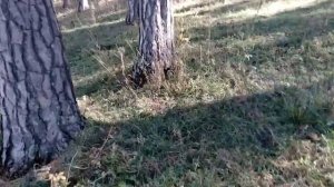 Алтей. Отдых. Раннее утро в Чемале. Прогулка по склону горы Бешпек.