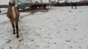 Лошади тяжеловоз русский и соаетский