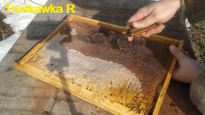 Пасека. Куда девать "неправильные" рамки с мёдом? выбросить или оставить? #TruskawkaR