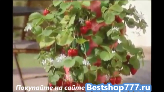 Топси Торви смотреть онлайн