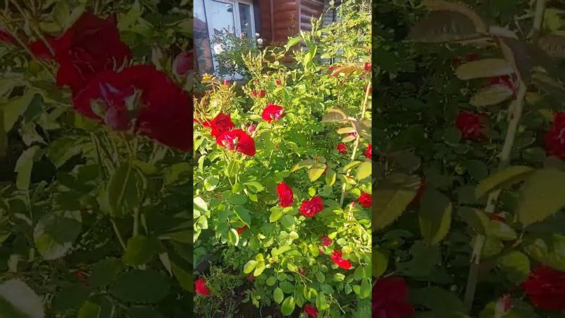 Куст красной розы