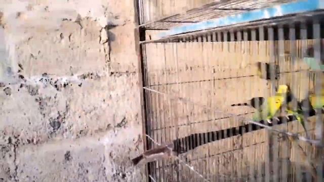 Love Birds Mutations | Pied Dove Java Sparrow Breeding Setup|3M Aviary Visit |@SYEDBIRDS смотреть онлайн