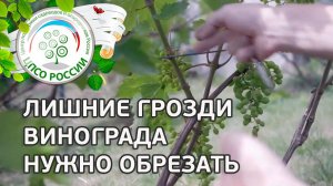Нормировка винограда. Обрезка винограда.