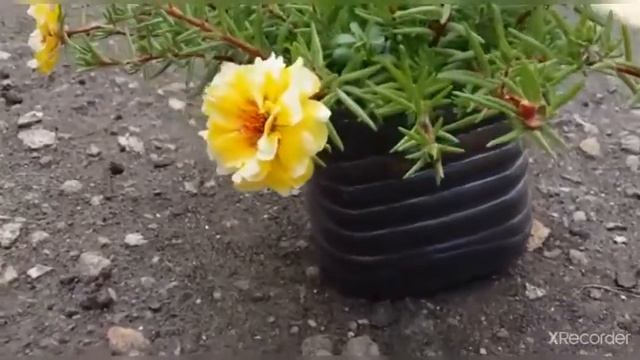 Портулак.