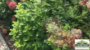 Всё о гортензиях! Часть 2