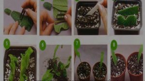 Стрептокарпус — уход в домашних условиях