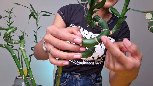 Easy Lucky Bamboo propagation | How to cut Lucky Bamboo | Dracaena sanderiana propagation смотреть онлайн