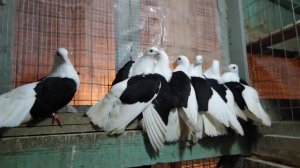 Голуби - вислые чилики