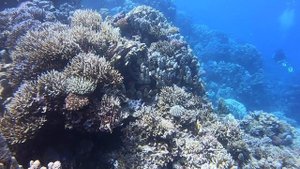 Спокойная музыка для медитации, снятия стресса и сна. Подводный мир Красного моря ?Relaxing music.