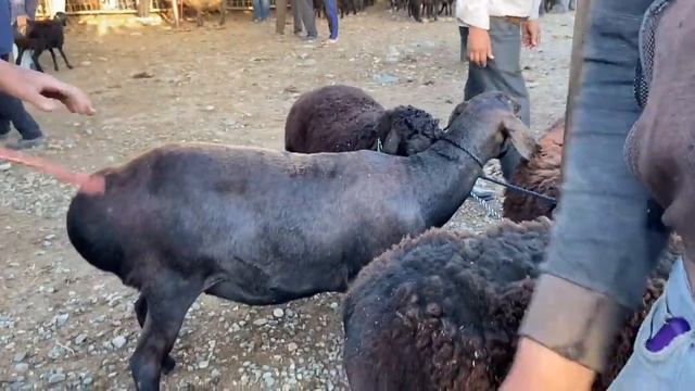 НАРХИ ГУСФАНД БАРРА БАРАНЧИКИ СОВЛУК ГИСАРСКИЙ ОВЦЫ ? КОЗЫ ТОЗЗА 5 июни 2022