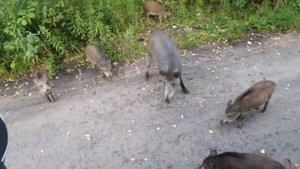 Дикие кабанчики, стоянка.