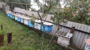 Подкормка пчел в сентябре и окончательная сборка пчелиных семей в зиму! Когда обрабатывать бипином!