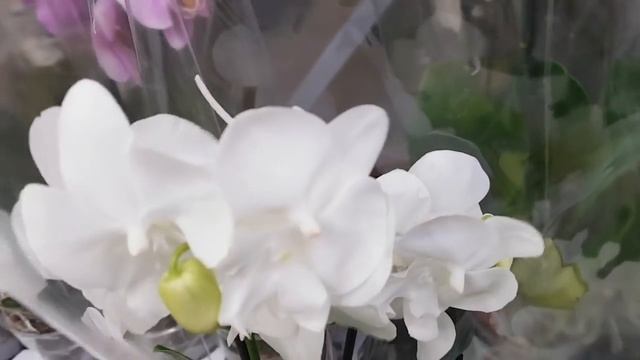 ШИКАРНЫЕ орхидеи КАСТОРАМА Orchids Castorama ORCHID | Орхидея | ОРЕНБУРГ Обзор ОРХИДЕЙ В КАСТОРАМЕ смотреть онлайн