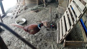 Купание фазанов. Вольер с фазанами в Челябинске