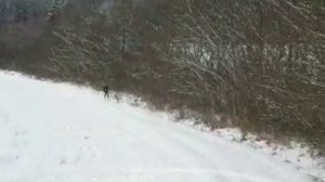 Leopardí pes v zimě леопардовая собака зимой