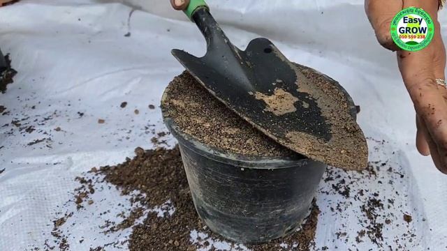 How to grow Ipomoea Quamoclit from seeds смотреть онлайн