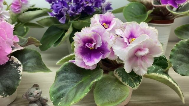 Наши сеянцы фиалок. смотреть онлайн