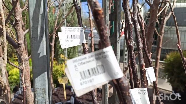 Подворье. Ассортимент декоративных кустарников, хвойников, плодово-ягодный посадочный материал. 3ч) смотреть онлайн