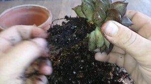 эхиверия пурпузорум пересадка через год #эхиверияпурпузорум #комнатныецветы #эхиверия #цветы