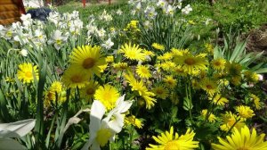 Дороникум / Doronicum (рост, развитие и цветение)