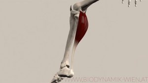 Gastrocnemius Muscle: Plantar Flexion (3D Animation)