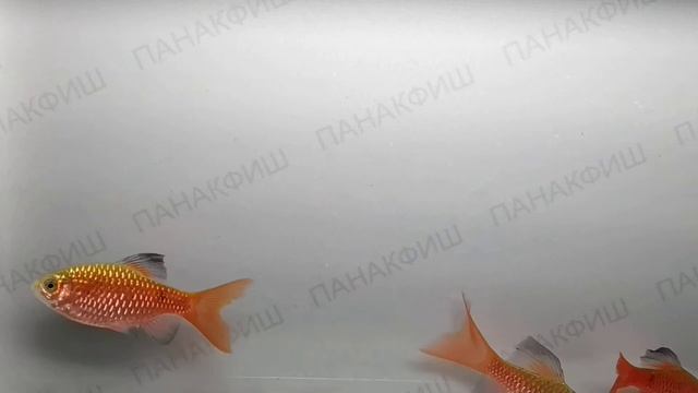 Барбус огненный (Puntius conchonius) смотреть онлайн