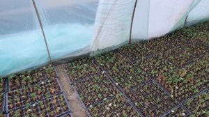 Залог клубничного успеха от М. Острохишко