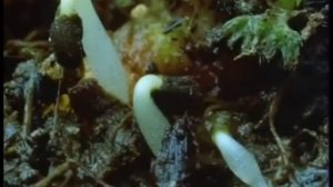 Значение воды для живых организмов