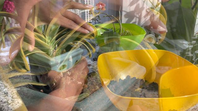 Plant chores - Orchid repotting￼￼ смотреть онлайн