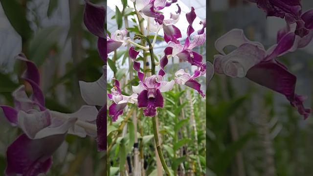 Dendrobium Unicorn смотреть онлайн