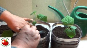 Что делать если рассада огурцов вытянулас