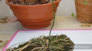 Шилошиста(Chiloschista lunifera)в январе😄