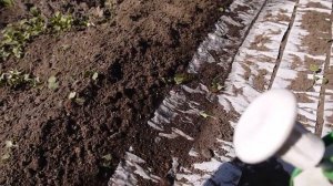 Посадка моркови лентой Повышаем всхожесть
