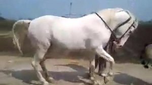 Лошадь танцует