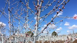 Лучшие сроки обрезки персика !!!