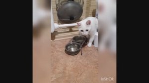 Кот гремит своей миской и требует воды 🙀