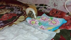 Знакомство морских свинок