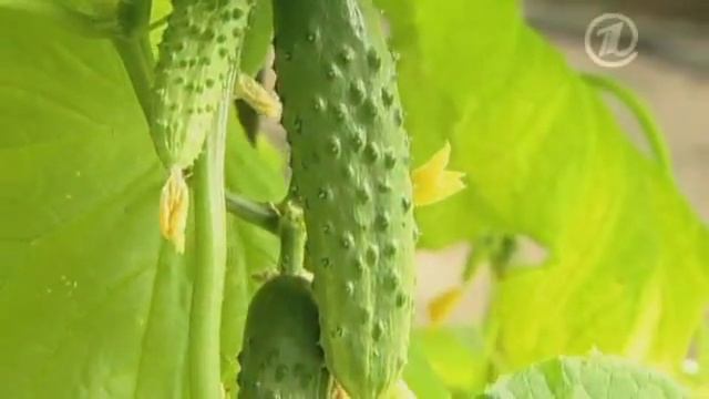 Гусеницы, кроты и землеройки смотреть онлайн