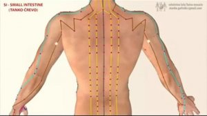 Меридианы, энергетические каналы человека(4)