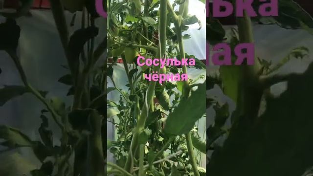 Томат «Сосулька черная».Индетерминантный сорт.Очень урожайный!Супер томат!?