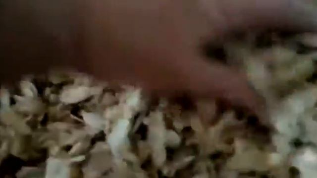 подготовка семена тыквы к посадке смотреть онлайн